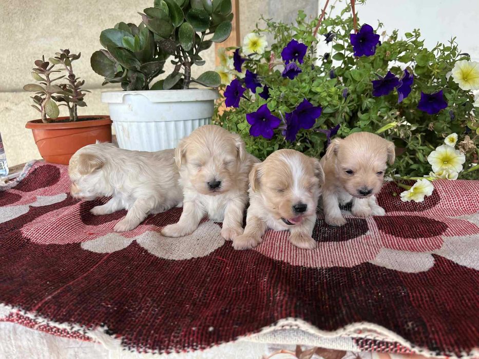 Малтипу (maltpoo)