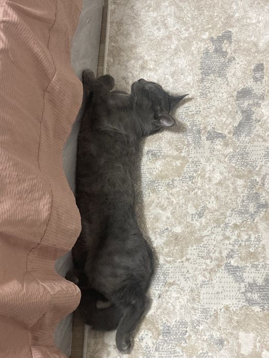 Продается Кот полупародистый. 11 месяцев.