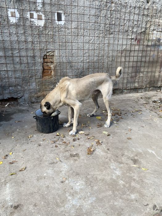 Vand kangal original