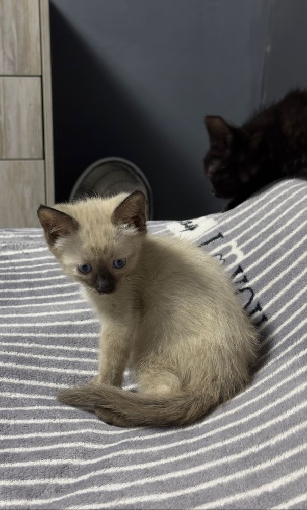 котята домашние