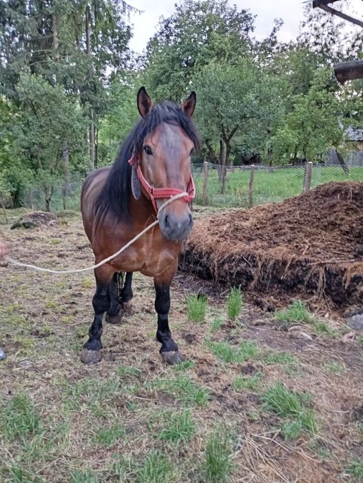 Vând armăsar de 5 ani cuminte,garantat la ham, pentru mai multe inform