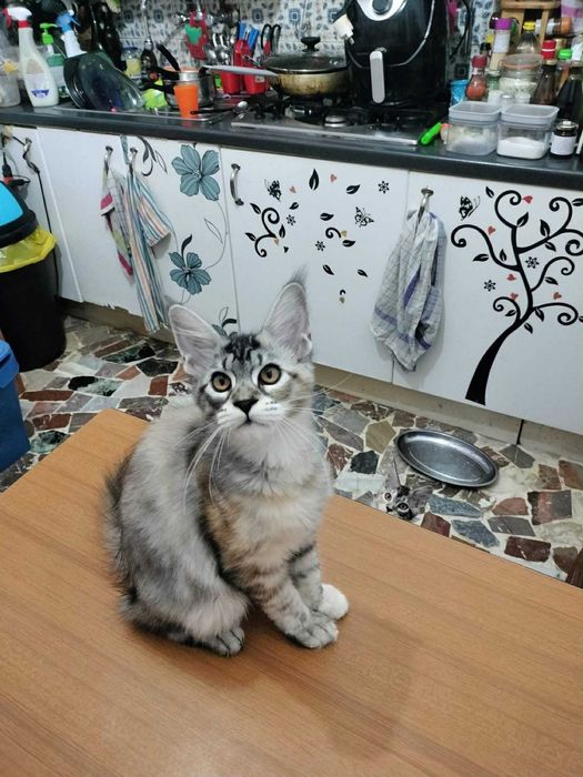 Мейн куун котенца