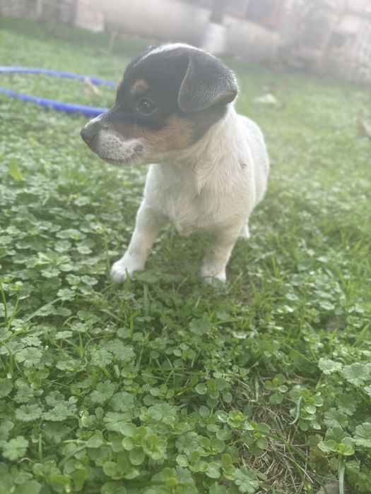 Мини Джак Ръсел женска