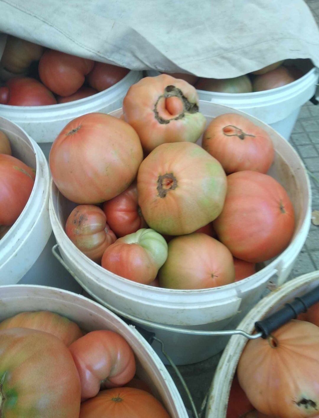 Разсад селски розов домат майка  и червен селски цена 0.90стотинки