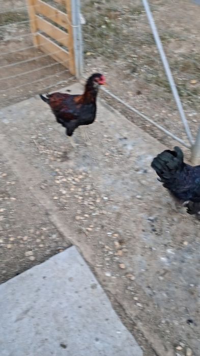 Cocoș auracuana tanar