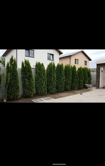 Plante ornamentale aclimatizate la balot