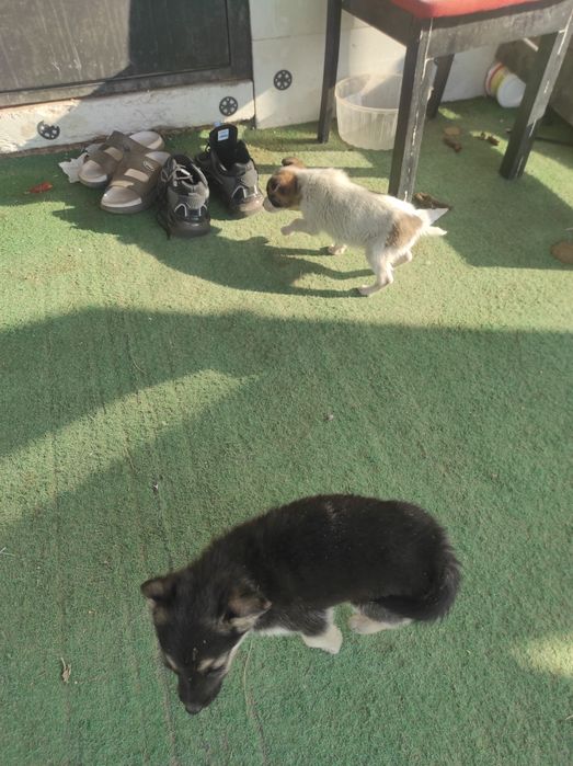 Отдам щенят в добрые руки  100 тг