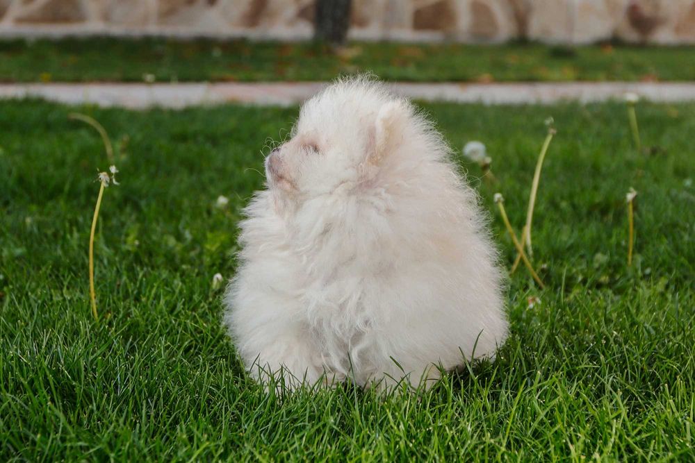 Померани  от родословни родители - момче