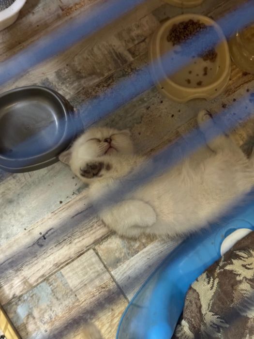 Кот породы Шиншила