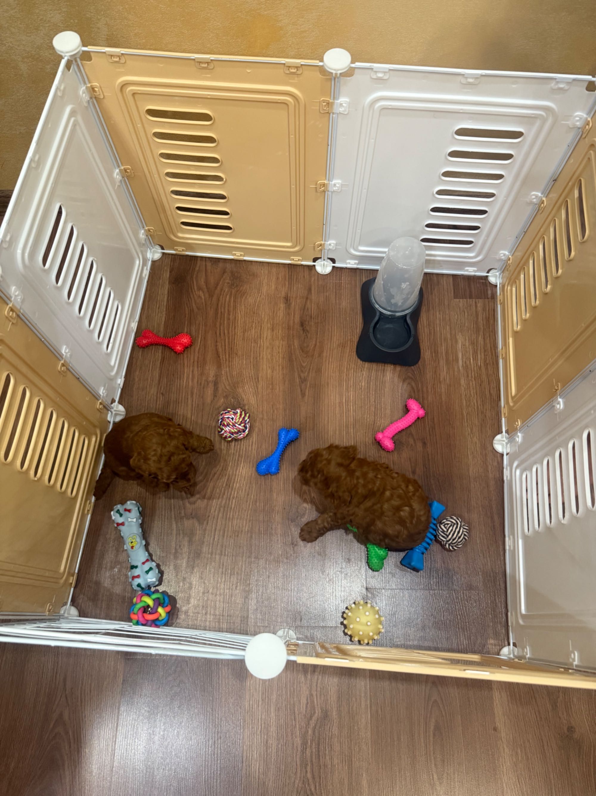 Той Пудел / Poodle Toy