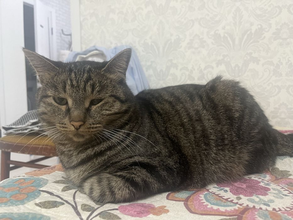 Отдам кота в хорошие руки