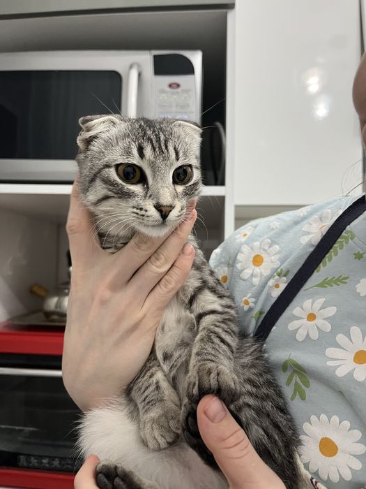 Отдам в добрые руки