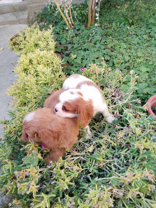 Кавапу и Кавалер Кинг Чарлз шпаньол