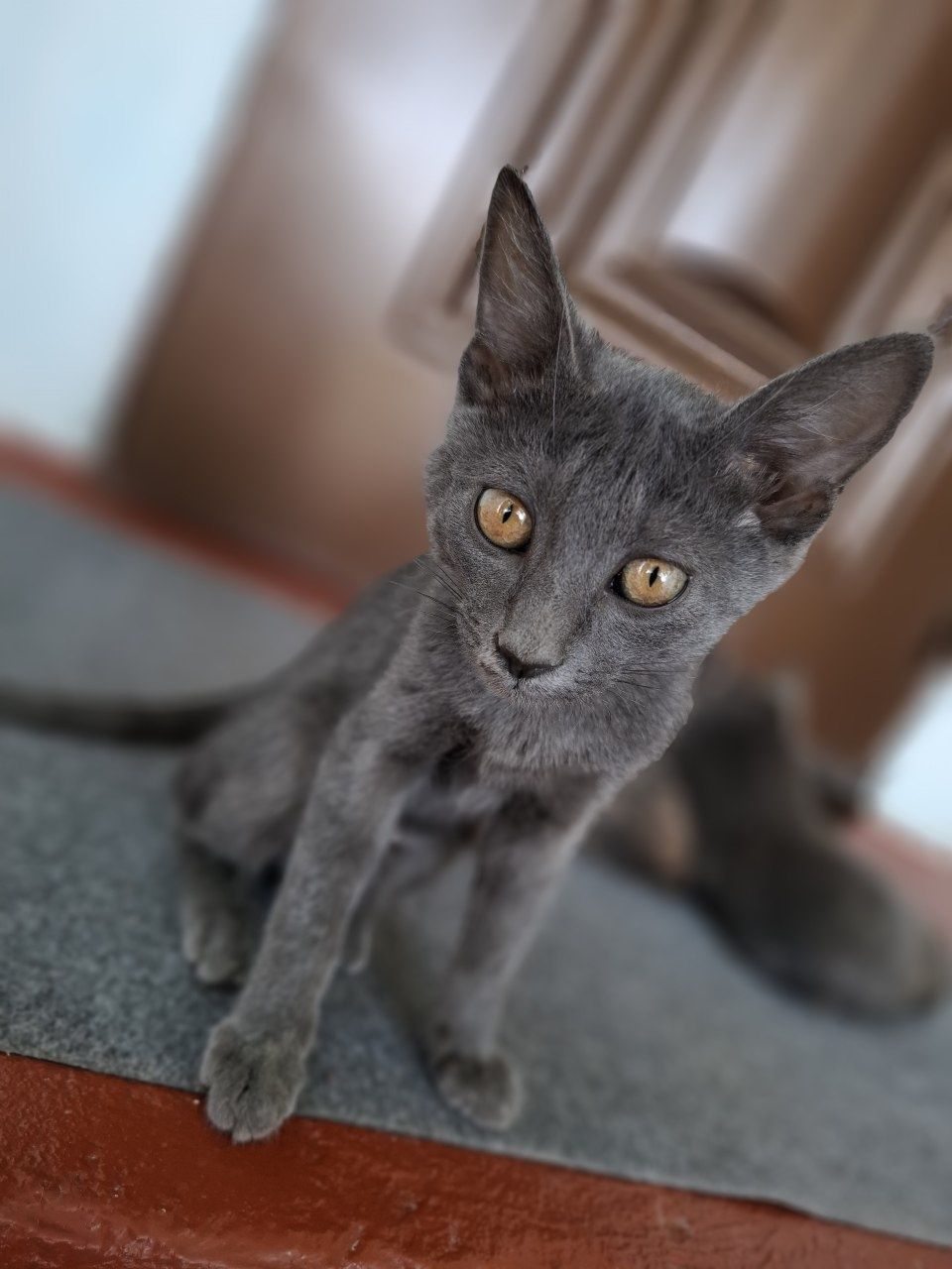 Отдам котят в хорошие руки