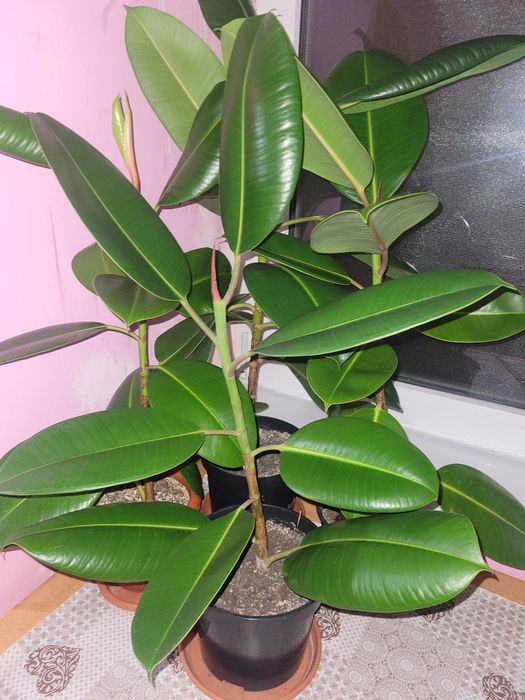 Floarea ficus 50 de lei bucata
