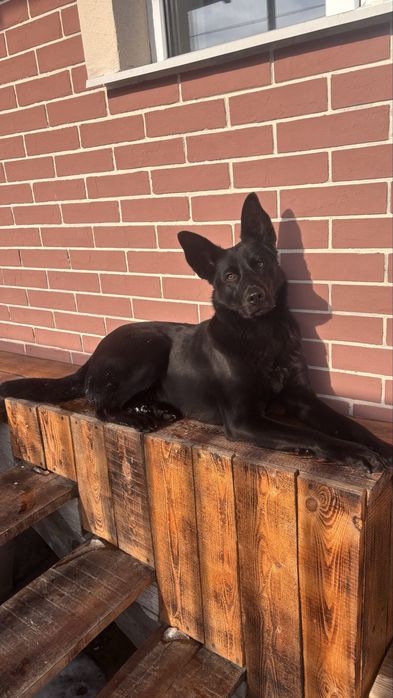 Продам щенка немецкой овчарки