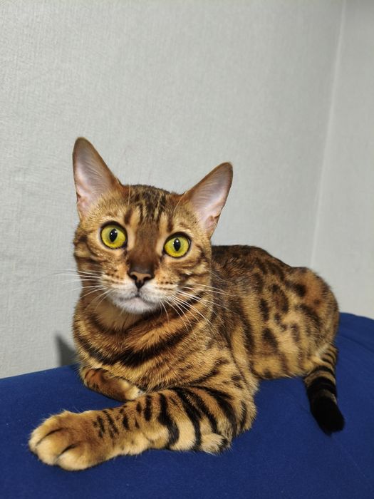 Кошка породы Бенгал