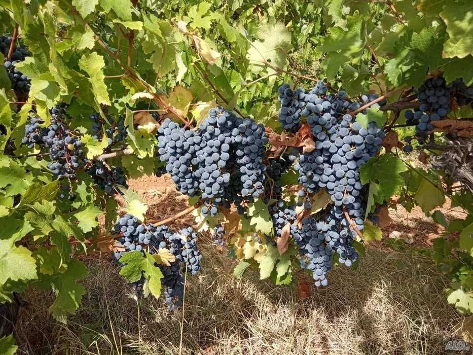 Продава грозде - Памид и Сира - Карабунар-Виноградец