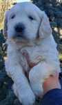 Golden Retriever cu pedigree