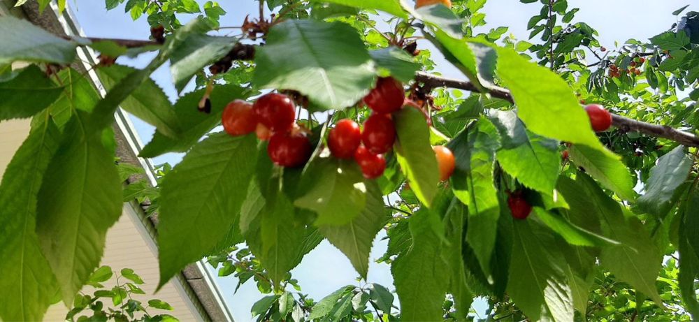 Янгийўлда арзон ҳовли сотилади !