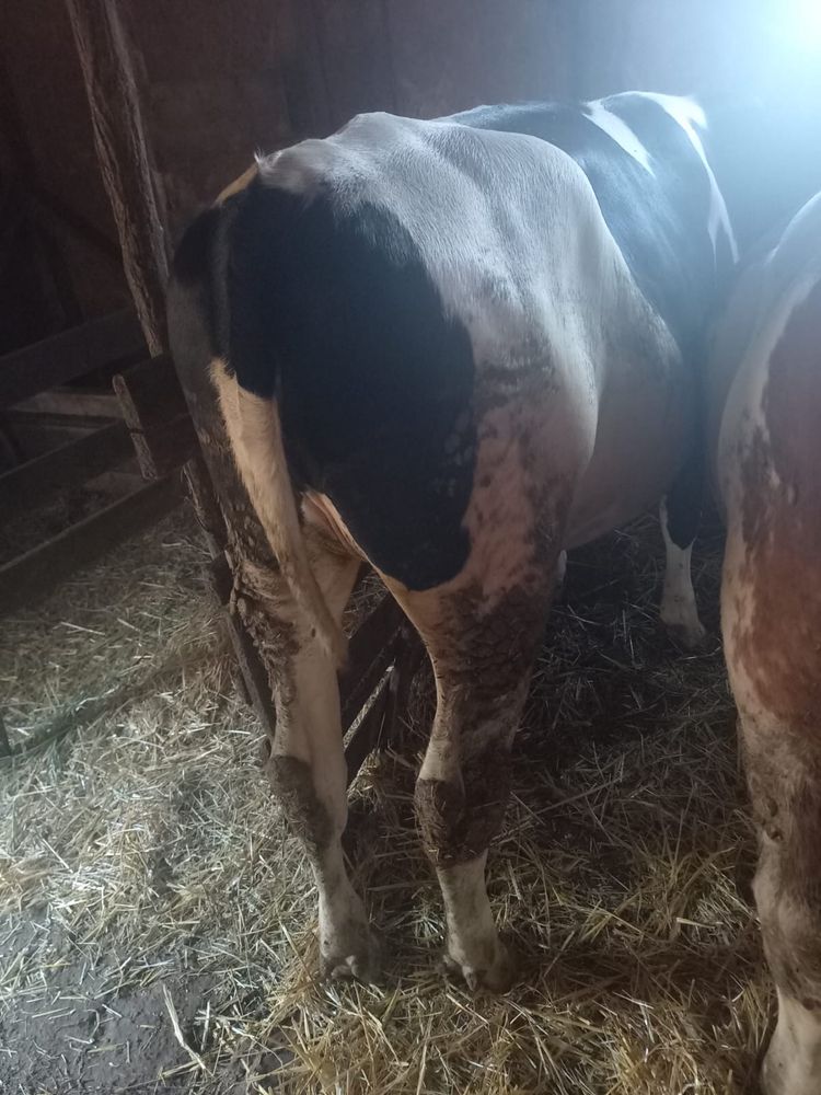 Vând vițea de 1 an și vițelucă de 1 lună