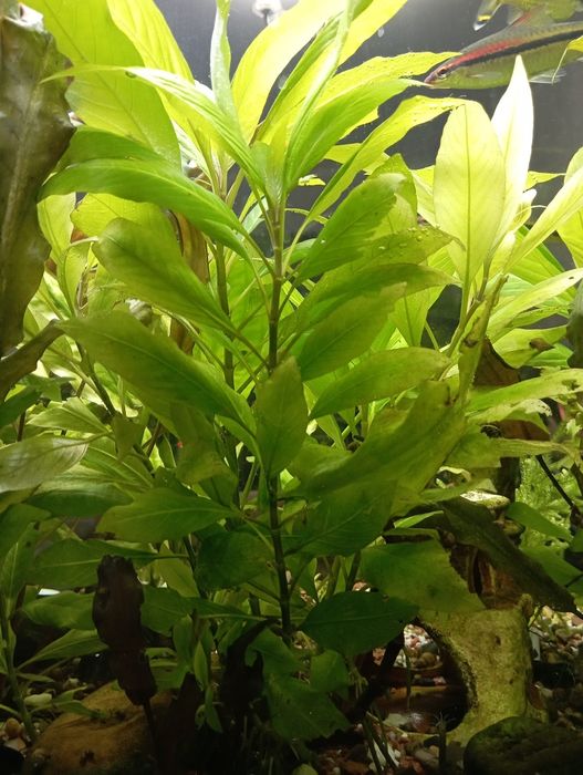 Лимоник аквариумный