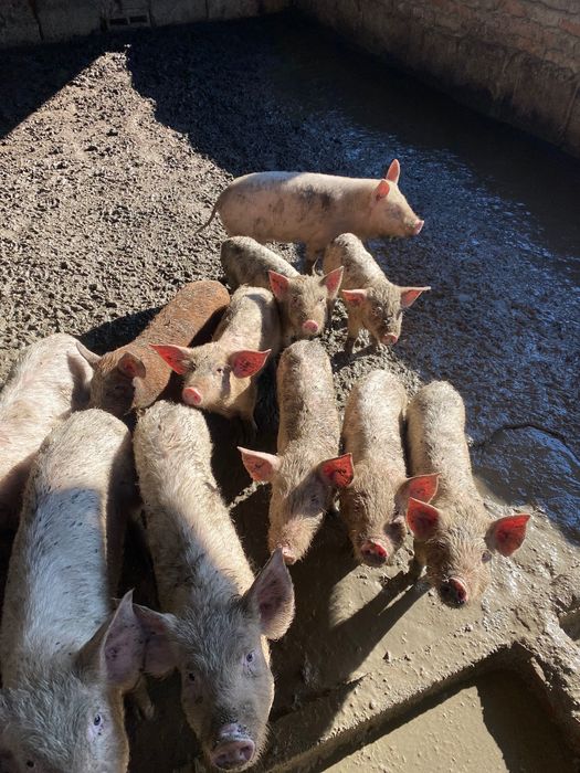 Продават се прасенца
