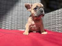 Vând pui bulldog francez