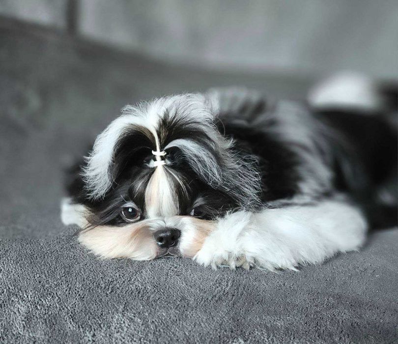 Băiat Shih Tzu în vârstă de 6 luni