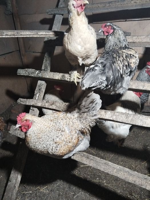 ПРОДАМ молодых петушков