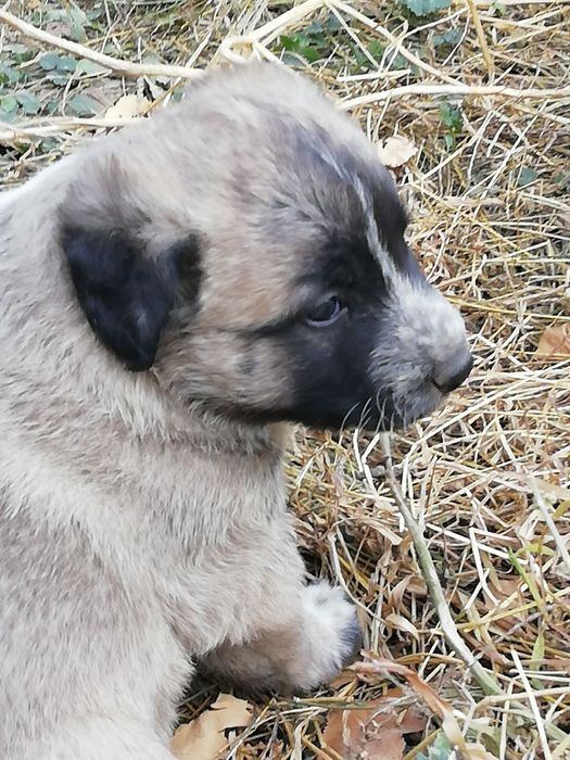 Щенята в добрые руки