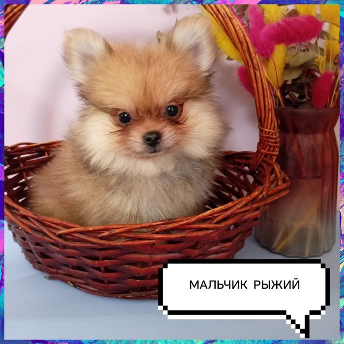 Мальчишки померанского шпица миники. Возраст 2,5месяца.Доставка по РК