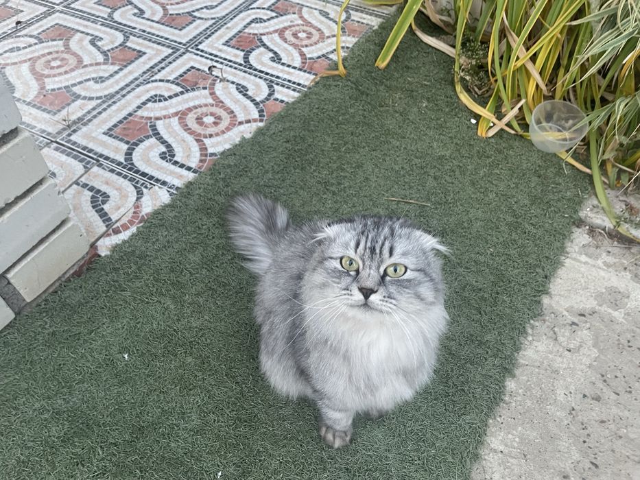 Кошка шотландская вислоухая в хорошие руки