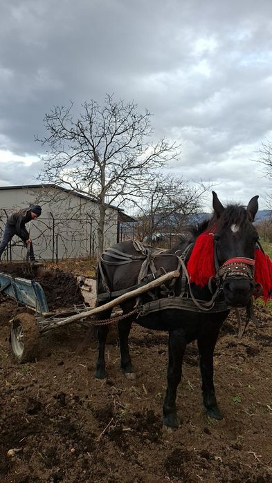 Vând iapă montată
