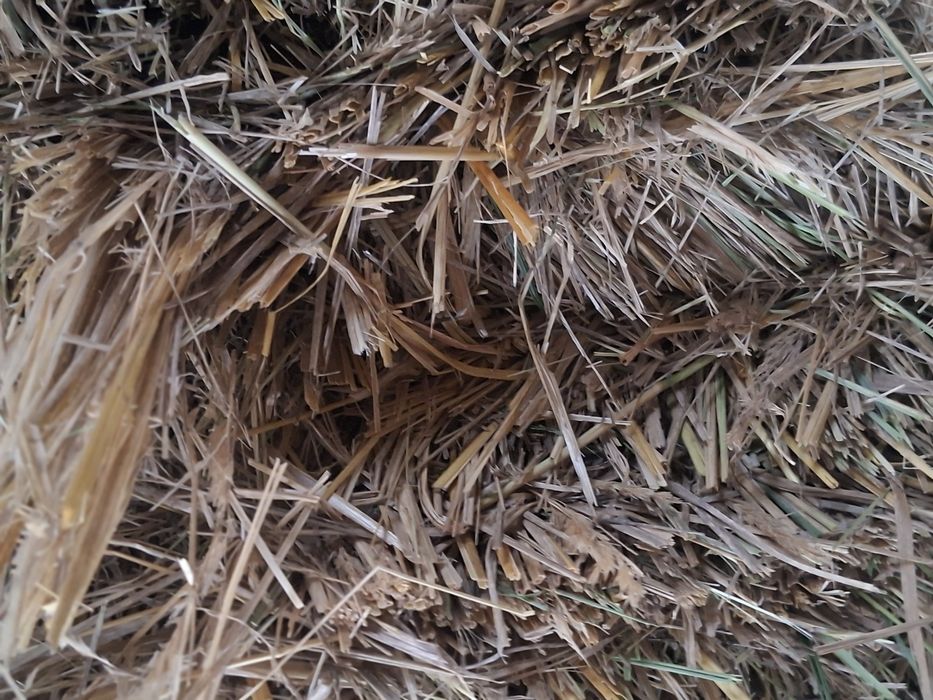 Baloți de fân,iarbă!disponibil 100 de bucăți!!