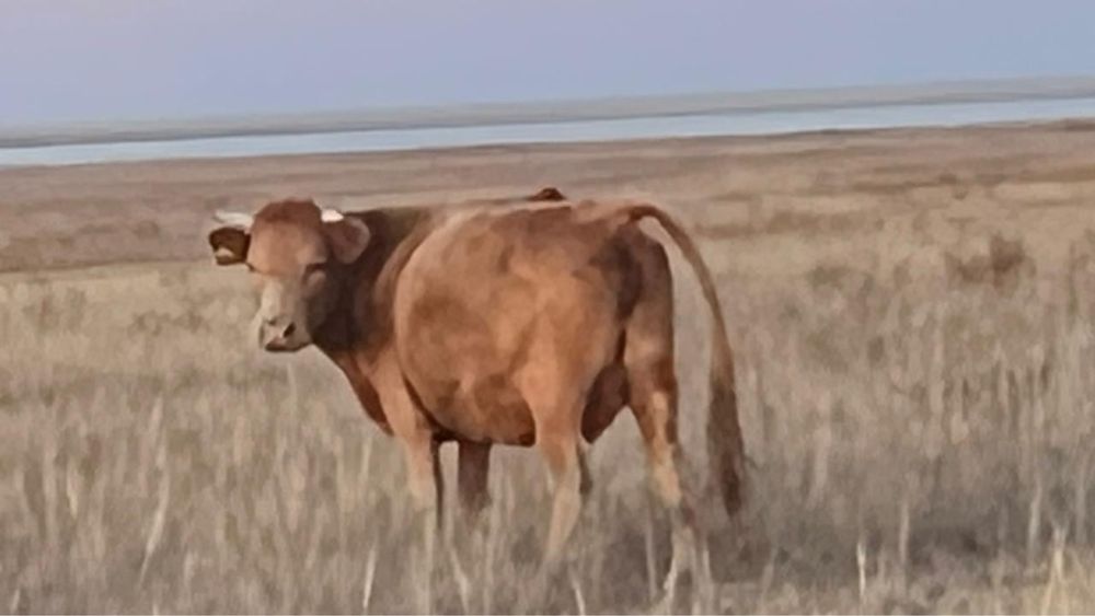 Сиыр 3рет бузаулаган