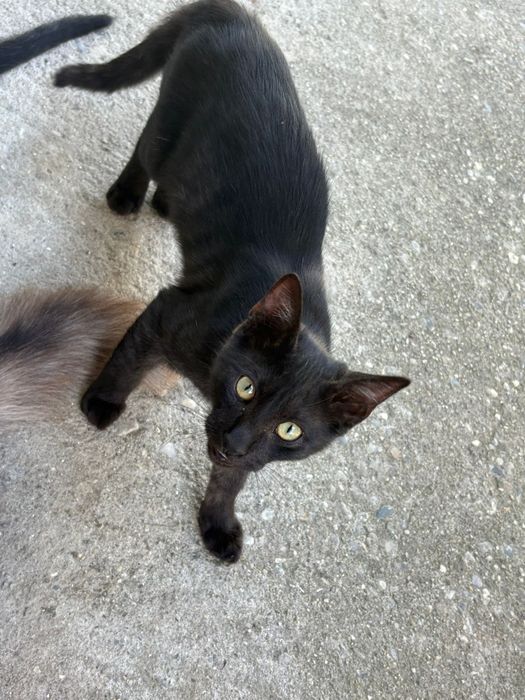 Ofer spre adopție 3 băieți de pisica!