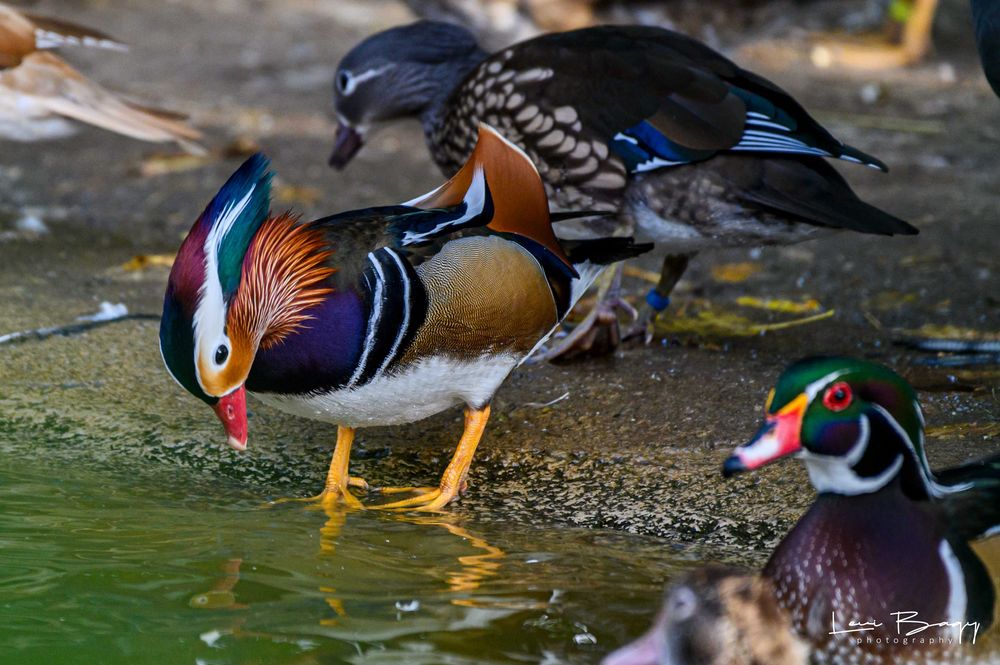 Vând rate exotice, de ornament, lebede, gâște. Păsări exotice