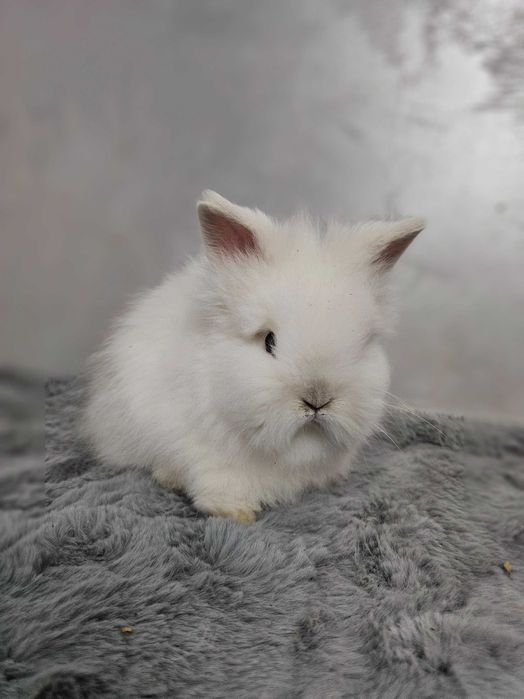 Iepurași pitici Cap de Leu – diverse culori