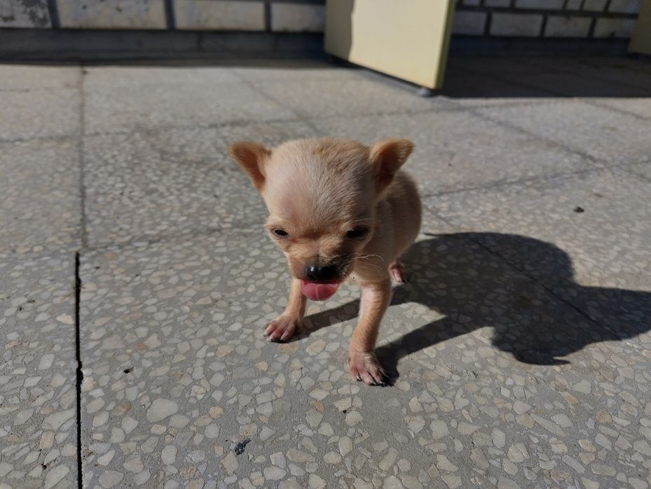 Продавам мъжко мини чихуахуа