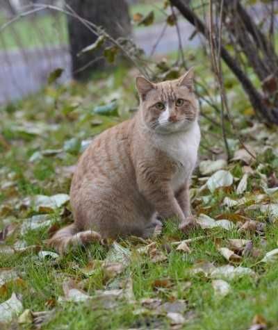 Рыжий котик ищет дом