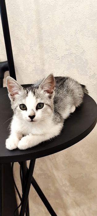 Котенок в добрые руки
