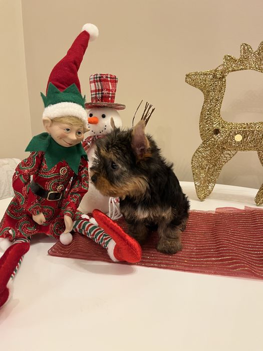 Yorkshire terrier rasa pura