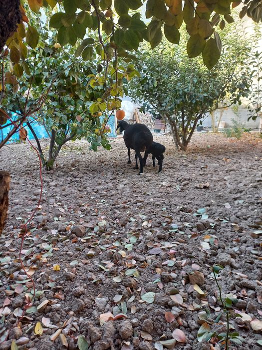 Ona bola sovliq sotiladi