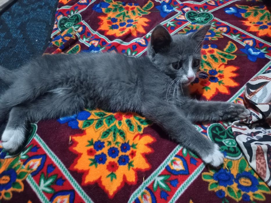 Милая кошечка  моя