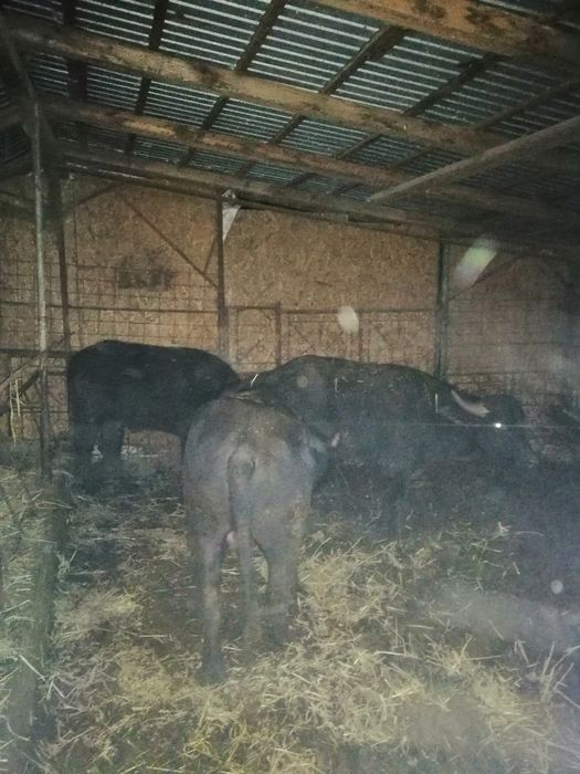 Vand viței de bivol