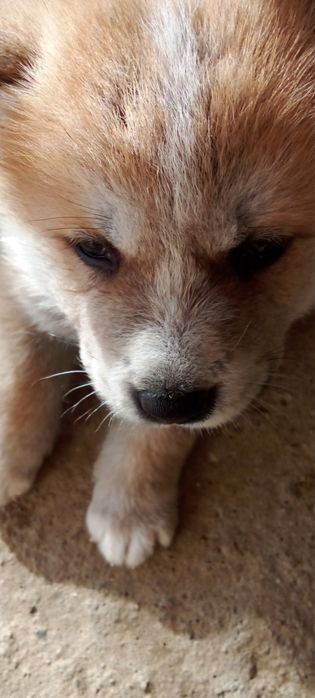 Кученца Акита Ину