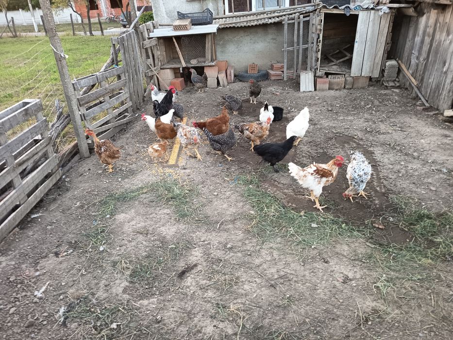 De vânzare găini de țară