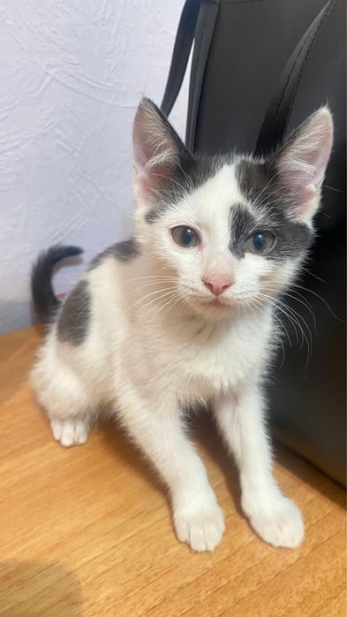 Котенок девочка