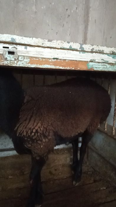 Sõyishga ikkita qõy sotiladi